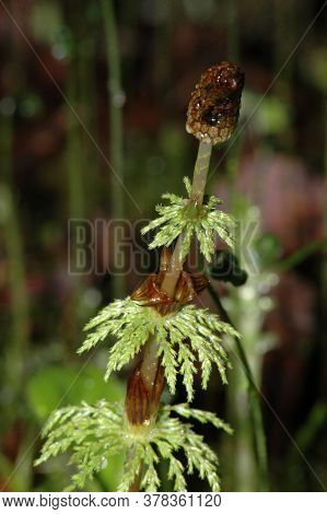 Shoots Of Horsetail In The Spring In The Forest
