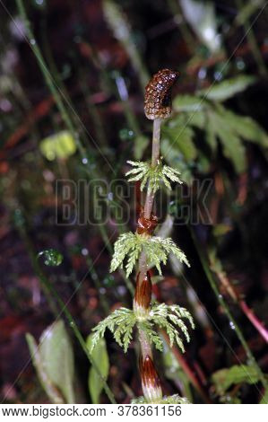 Shoots Of Horsetail In The Spring In The Forest
