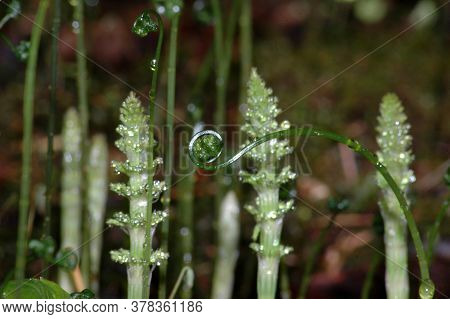 Shoots Of Horsetail In The Spring In The Forest