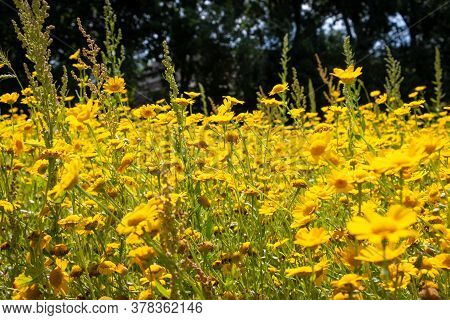 A Field Full Of Pricklyleaf Bright Yellow Flowers In The Netherlands, Province Of Overijssel
