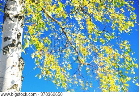 Flavescent Leaves Of Birch On A Background Blue Sky