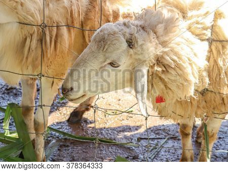 Funny Sheep. Portrait Of Sheep Showing Tongue.