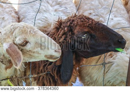 Funny Sheep. Portrait Of Sheep Showing Tongue.