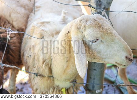 Funny Sheep. Portrait Of Sheep Showing Tongue.