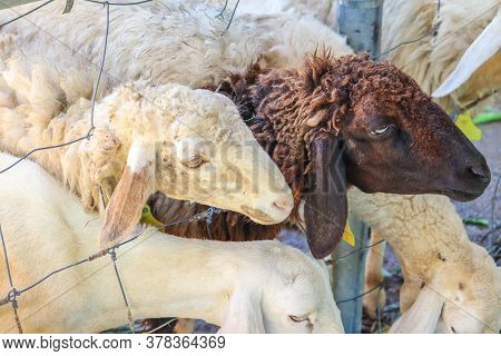 Funny Sheep. Portrait Of Sheep Showing Tongue.