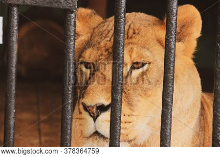 Lioness At The Zoo Eyes, Bright And Beautiful