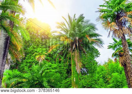 Thickets Of Different Palms In A Tropical Mediterranean Park