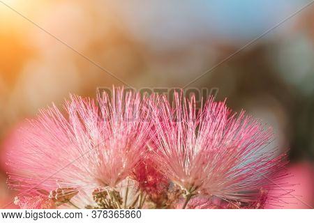 Albizia Julibrissin Or Lankaran Acacia Pink Flower On Green Background. Selective Focus Flower Of La