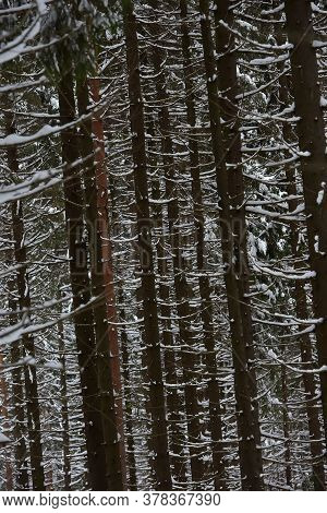 High Pines Of Pine Trees,  With Snow