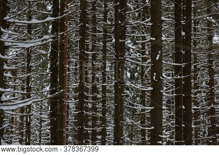 High Pines Of Pine Trees,  With Snow
