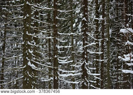 High Pines Of Pine Trees,  With Snow