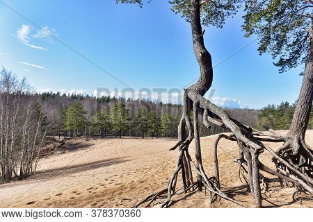 The Roots Of The Pine  Above The Sand