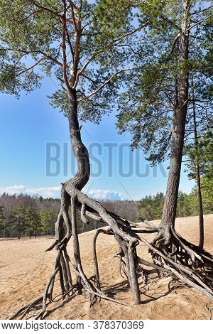 The Roots Of The Pine  Above The Sand