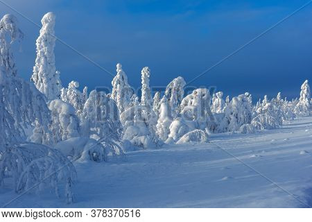 Majestic Winter Trees
