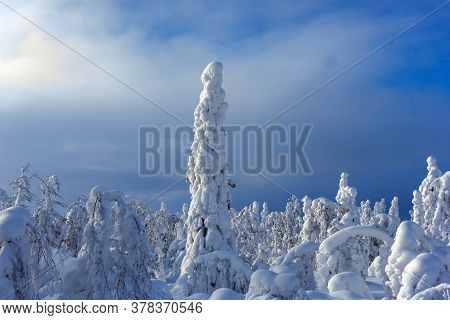 Majestic Winter Trees