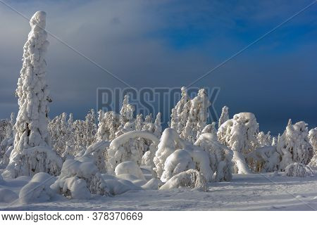 Majestic Winter Trees