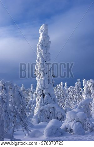 Majestic Winter Trees