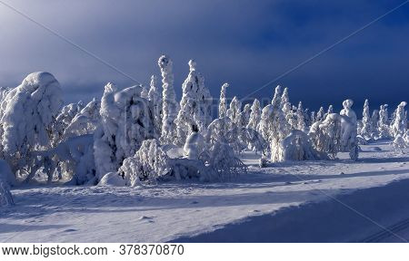 Majestic Winter Trees