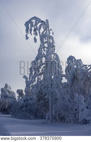 Majestic Winter Trees
