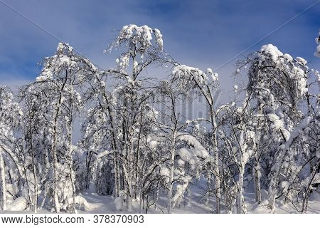 Majestic Winter Trees