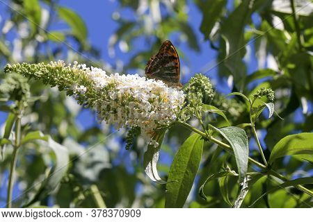 Buddleja Is Called A Butterfly Bush Because Many Butterflies Gather On The Flowers