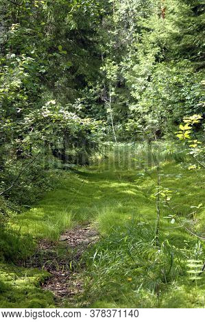 Trail In The Summer Forest