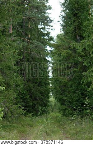 Trail In The Summer Forest Beautiful Landscape