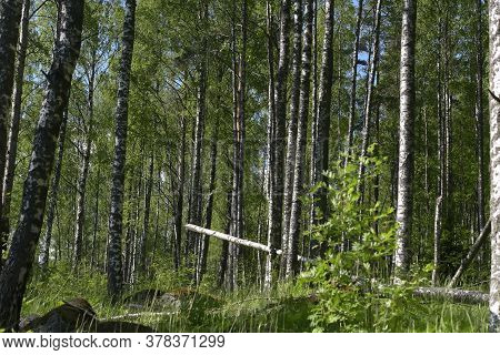 A Birch Grove In The Summer And A Fallen Tree