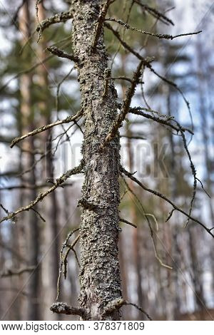 Trunk Of Pine Covered With Moss Close Up