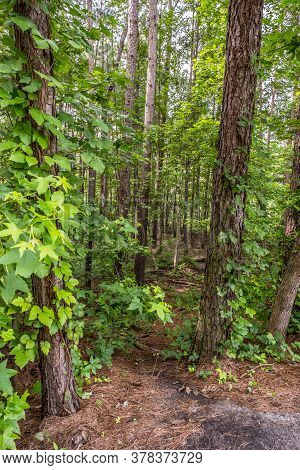 Off The Beaten Path Is A Hidden Secret Trail That Leads Down To The Lake Through Lush Old Growth Tre