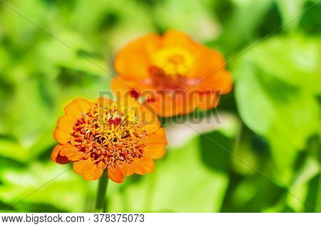 Zinia. Orange Beautiful Flower In The Garden On Green Background. Zinnia