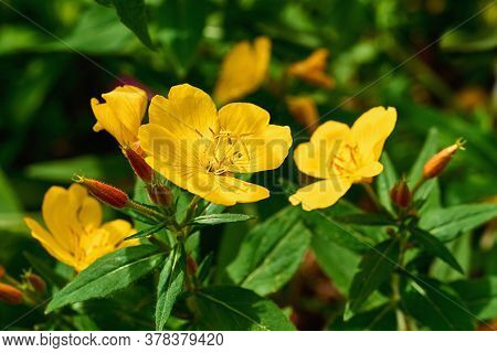 Yellow Enotera Flower Closeup Against The Green Leaves