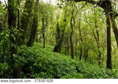 Trees And Forests In The Range Rain Forest Green Moss At Angka Nature In Doi Inthanon National Park 
