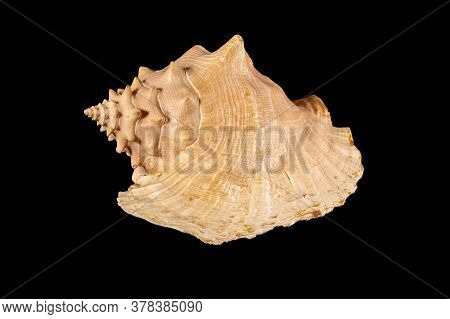 Sea Shell Isolated. Cassis Cornuta, Common Name The Horned Helmet, Is A Species Of Extremely Large S