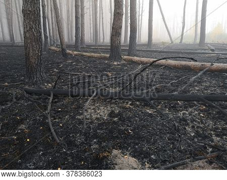 Peatlands Are On Fire. Forest Fire And Its Consequences. Smoke Black Earth Burnt. Burnt Tree Trunks 
