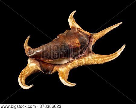 Sea Shell Isolated On A Black Background. Lambis Is A Genus Of Large Sea Snails Sometimes Known As S