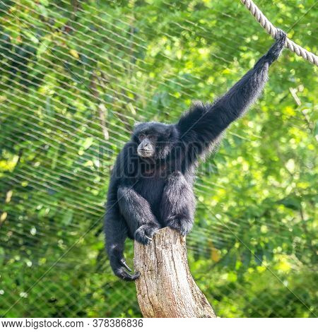 Siamang gibbon, Symphalangus syndactylus, in a zoo with ropes and tree stumps to climb and swing from. The largest gibbon and indigenous to Indonesia, Malaysia and Thailand. Endangered in the wild.