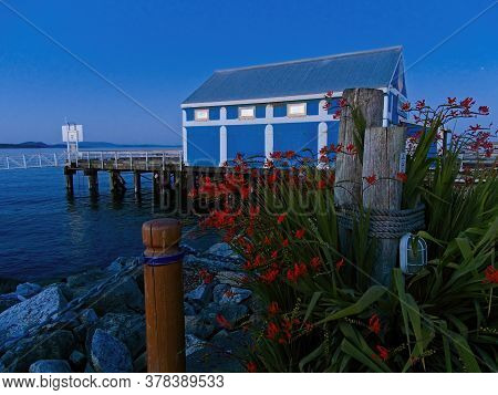 Red Crocosmia Flowers Bloom On The Rocky Shore Of Sidney Bc, Vancouver Island. Night Sky