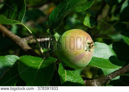 Close Up Of Fresh Red Apple On Tree Covered With Leaves And Green And Blue Blurred Background. Red S