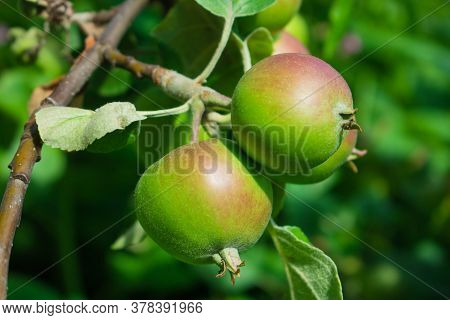 Close Up Of Fresh Red Apple On Tree Covered With Leaves And Green And Blue Blurred Background. Red S