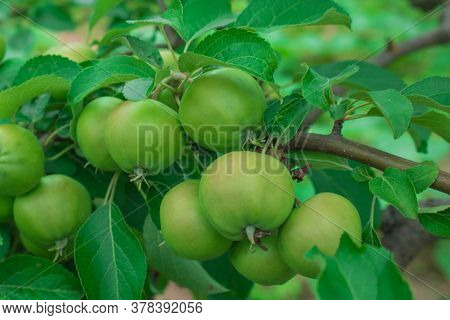 Close Up Of Fresh Red Apple On Tree Covered With Leaves And Green And Blue Blurred Background. Red S