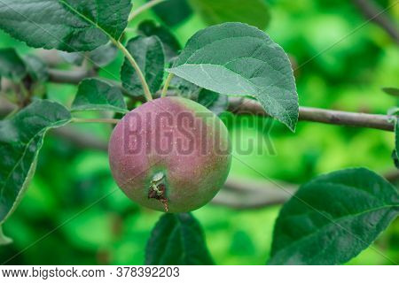 Close Up Of Fresh Red Apple On Tree Covered With Leaves And Green And Blue Blurred Background. Red S