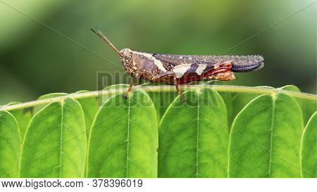 colorful grasshopper on a leaf. photo macro of this small insect with faceted eyes, long antennas and strong posterior legs for jump, nature scene in the tropical island of Koh Tao, Thailand.