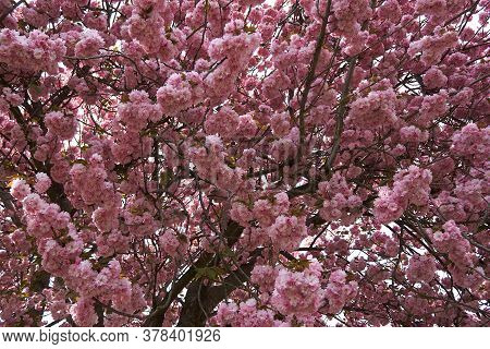 Ooming Pink Cherry Trees On Empty Streets