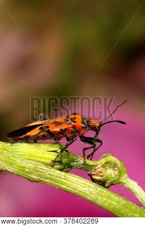 Cinnamon Bug (corizus Hyoscyami) Standingan A Plant Stem.
