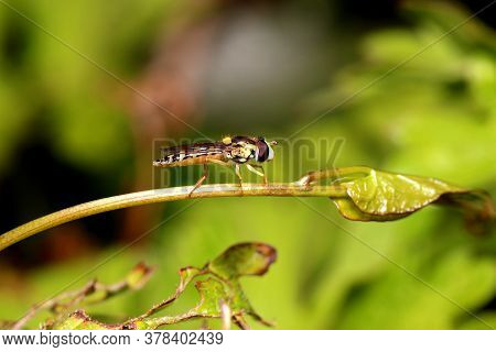 Hover Fly (sphaerophoria Scripta) Standing On A Plant Stem