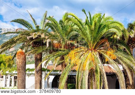 Coastal Resort And Palm Trees . Plave For Summer Vacation