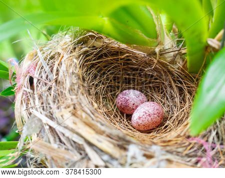 Close-up Of Two Eggs In Nest. Small Colorful Eggs
