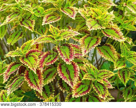 Close-up Of Coleus Mix Flower Or  Solenostemon Is Blooming In A Garden. Beautiful Leaves Background.