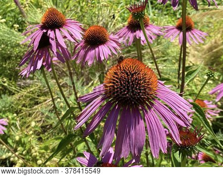 Eastern Purple Coneflower (echinacea Purpurea), Hedgehog Coneflower, Purpurroter Scheinsonnenhut Ode
